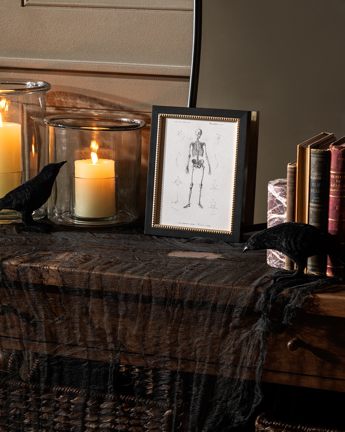 Anatomie du squelette