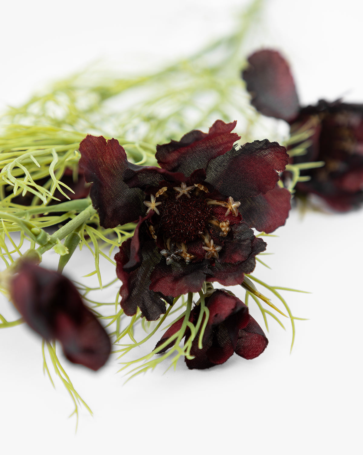 Tige de Cosmos de Bourgogne