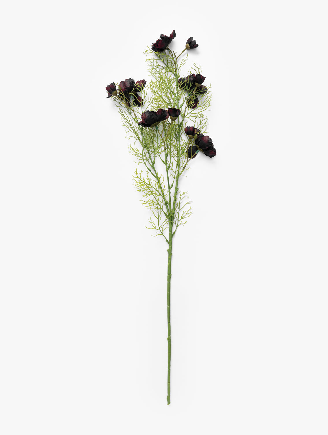 Tige de Cosmos de Bourgogne