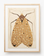 Moth IV par Coup d'Esprit