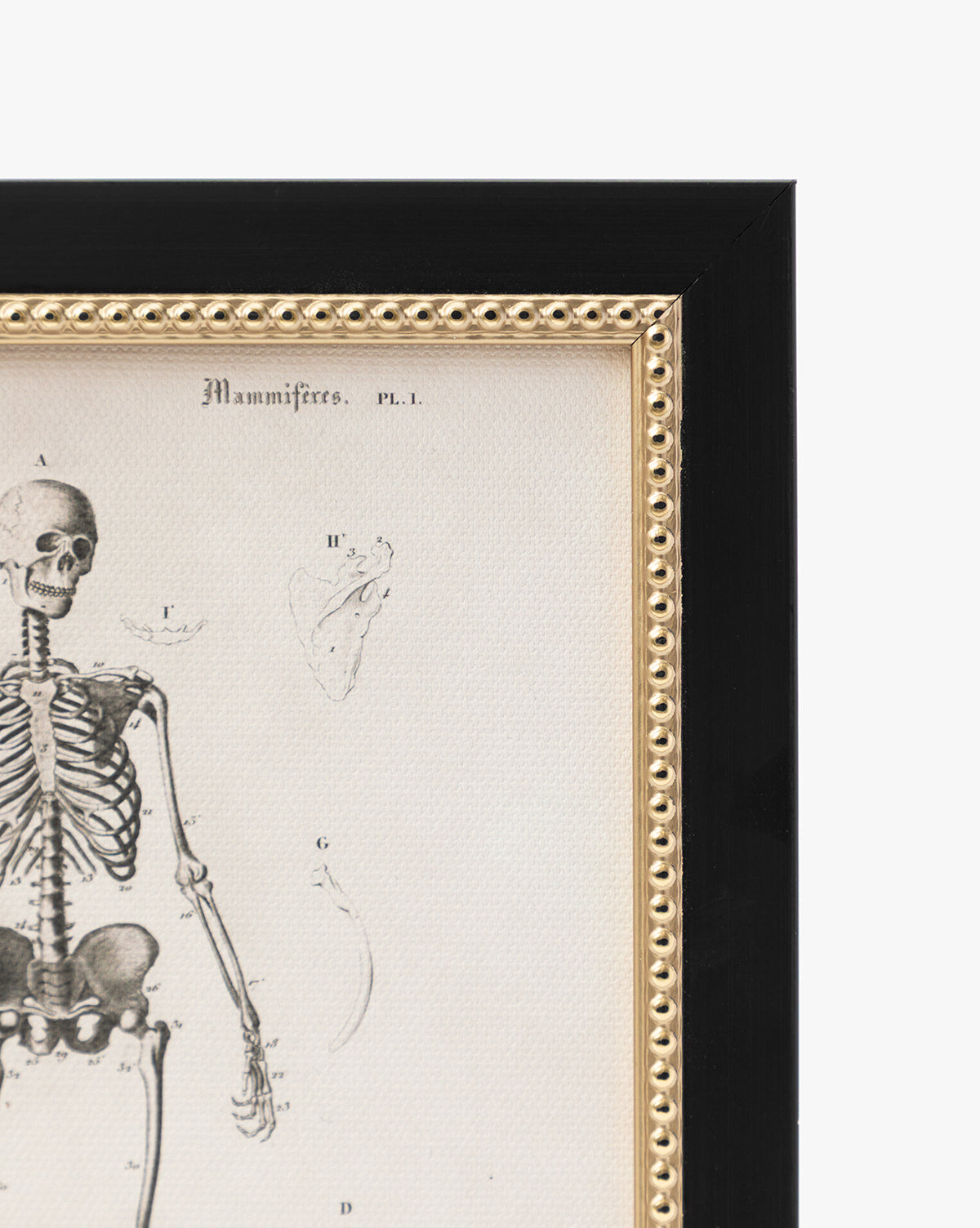 Anatomie du squelette
