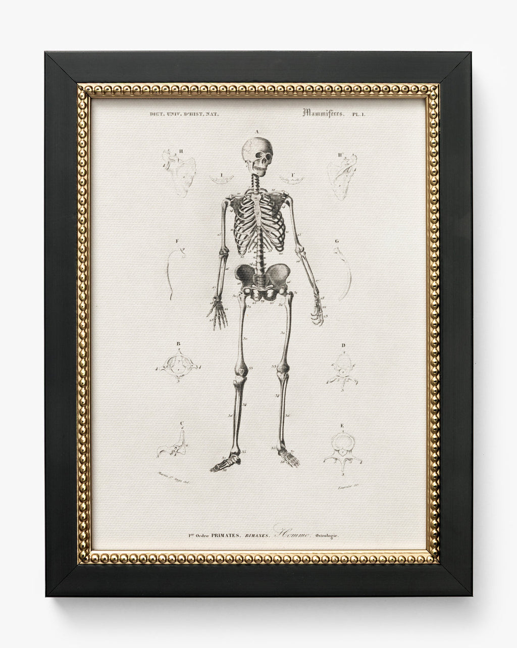 Anatomie du squelette