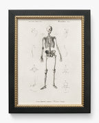 Anatomie du squelette
